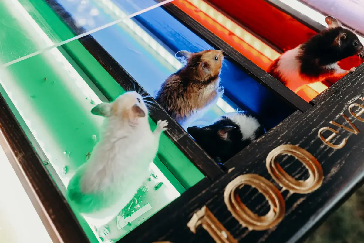 Attractions and Activity Points: Mouse Race